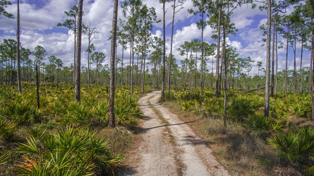 a narrow dirt road through trees